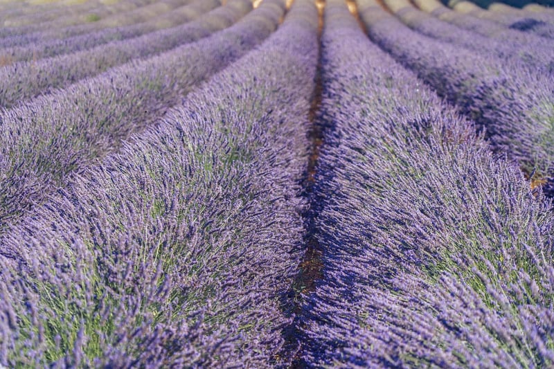 Lavender Toss Send-Off